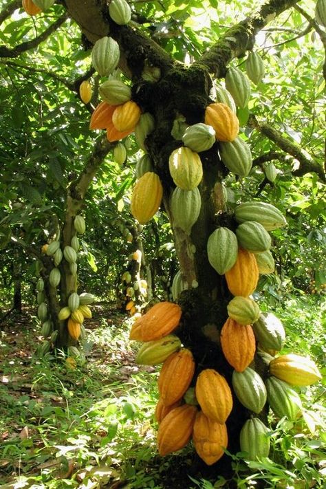 Cocoa Fruit, Chocolate Tree, Beautiful Fruits, Unusual Plants, Unique Trees, Theobroma Cacao, Fruit Plants, Exotic Fruit, Fruit Garden