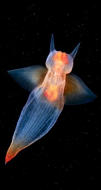 Deep Sea Marine Biologist, Cute Deep Sea Creatures, Bioluminescence Sea Animals, Bioluminescence Creatures Art, Deep Water Creatures, Cool Marine Animals, Bioluminescence Sea Creatures, Cute Underwater Animals, Deep Sea Bioluminescence