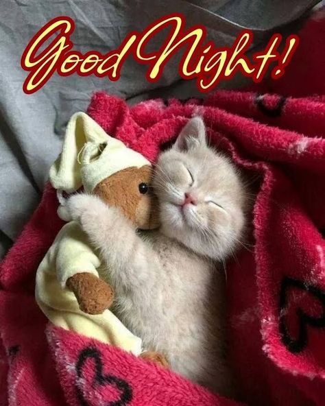 Funny Good Night, Good Night Cat, Good Night Dear, Good Night Funny, Good Night Sleep Tight, Good Morning Funny Pictures, Beautiful Good Night Images, Cute Good Night, Slaap Lekker