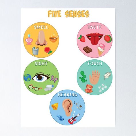 Get my art printed on awesome products. Support me at Redbubble #RBandME: https://www.redbubble.com/i/poster/Five-Senses-Poster-5-Senses-Classification-Game-Preschool-Kindergarten-Human-Body-Montessori-by-Radouane-Hikki/156991220.LVTDI?asc=u 5 Senses Board Preschool, 5 Senses Poster Preschool, 5 Sense Organs Chart, Sense Organs For Kindergarten, My Body Activities For Preschoolers, 5 Senses Crafts Preschool, 5 Senses Poster, 5 Sense Organs, Five Senses Poster