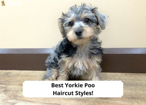 Yorkie Poo Haircut Styles, Yorkiepoo Haircut Styles, Yorkipoo Haircut Styles, Haircut Styles 2023, Yorkiepoo Full Grown, Yorkipoo Haircut, Yorkiepoo Haircuts, Yorkie Poo Full Grown, Yorkie Poo Haircut