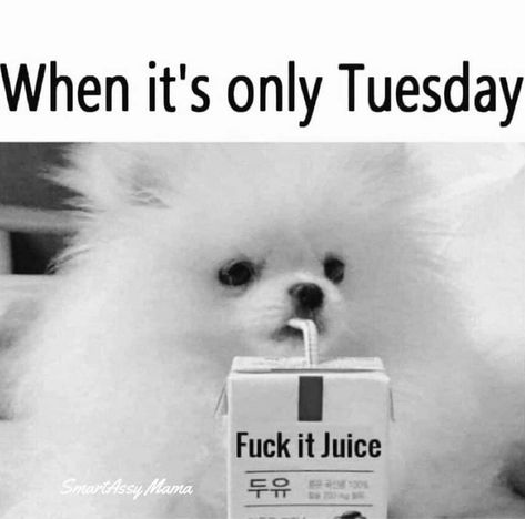 Good Tuesday Morning Funny, Sarcastic Good Morning, Laugh Quotes, Tuesday Quotes, Tuesday Humor, Weekday Quotes, Respiratory Therapy, Good Morning Funny, Funny Greetings