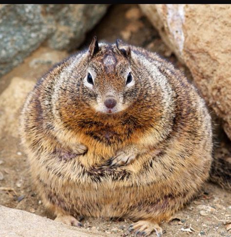 Fattest chipmunk ever Fat Squirrel, Thanksgiving Pictures, Funny Captions, Holiday Humor, Funny Thanksgiving, Chipmunks, How I Feel, Happy Thanksgiving, Funny Animals