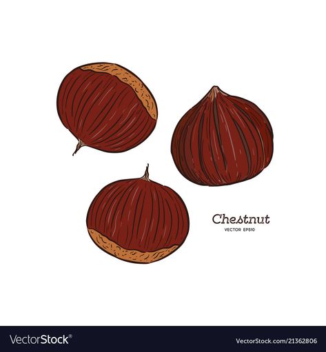 Chestnut Drawing, Chestnut Illustration, Ink Line Art, Line Art Vector, Fruit Illustration, Creative Painting, Bullet Journal Inspiration, Food Illustrations, Anime Background