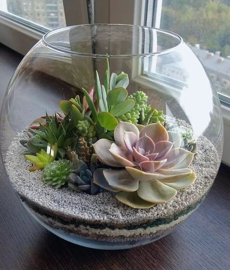 Vasos Vintage, Beautiful Succulents, Diy Succulent Terrarium, Succulent Garden Indoor, Beautiful Terrariums, نباتات منزلية, Succulent Garden Design, Plants Outdoor, Succulent Garden Diy