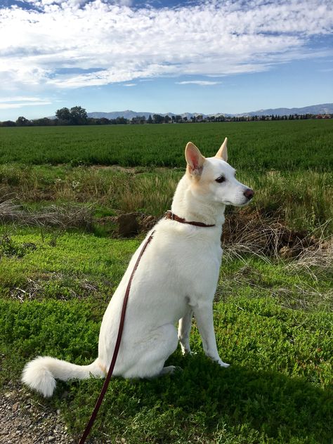 Canaan Dog, Dog Breeds Medium, Animal References, Amazing Dogs, Types Of Dogs, Best Duos, Akita, Best Dogs, Animal Pictures