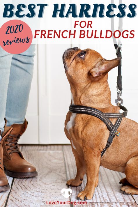 Love Expression, French Bulldog Harness, Bulldog Clothes, French Bulldog Breed, Bulldog Breeds, Cute Dog Photos, Bull Dogs, French Fry, Dog Products