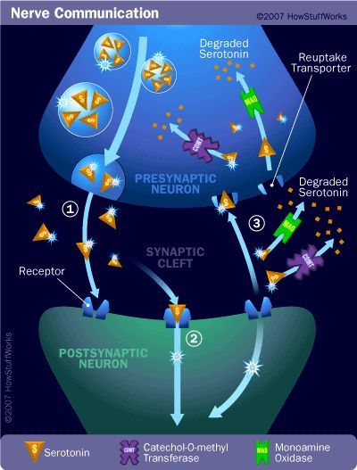 Synaptic Transmission Like wires in your home's electrical system, nerve cells make connections with one another in circuits called neural pathways. Nuero Science, Synaptic Transmission, Nerve Cells, Brain Facts, Brain Anatomy, Ap Biology, The Nerve, Teaching Biology, Human Anatomy And Physiology