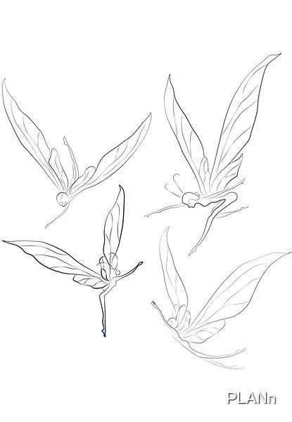 Fantastic winged creatures fairies by PLANn | Redbubble Fairy Wings Folded Down, How To Draw Fairy Wings, Fairy Wings Reference, Bird Wings Drawing, Process Presentation, Fairy Wings Drawing, Bird Fairy, Types Of Wings, Cozy Bakery