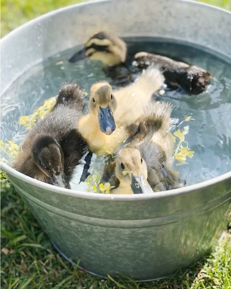 Happy Easter from four little duckling swimming in circles inside a galvanized bucket. 🦆🦆🦆🦆 . . . . . #farmhousestyle #ducklings #petsofafs… Duckling Care, Vintage Wedding Reception, Big Tub, Water Bowl, Cutest Thing Ever, Cottage Core, Clear Water, Ducks, Happy Easter