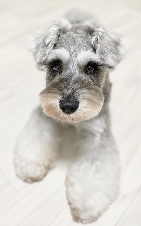 Female Schnauzer Haircut, Schaunzer Dog, Schnauzer Teddy Bear Haircut, Snauzer Haircut, Mini Schnauzer Grooming Haircuts, Schnauzer Grooming Styles, Corte Shitzu, Schnauzers Funny, Schnauzer Cut