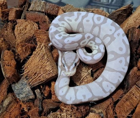 Pastel VPI Axanthic Banana Ball Python by Smyachi's Ratties N Royals - MorphMarket Axanthic Ball Pythons, Banana Pastel Ball Python, Ball Python Aesthetic, Bearded Dragon Costumes, Pastel Ball Python, Banana Ball Python, Python Royal, Royal Python, Clay Snake