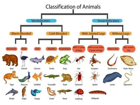 Classification Of Vertebrates, Animal Types, Peacock Feather Art, Vertebrates And Invertebrates, World Animals, Stem Books, Group Names, Toddler Lessons, Different Types Of Animals