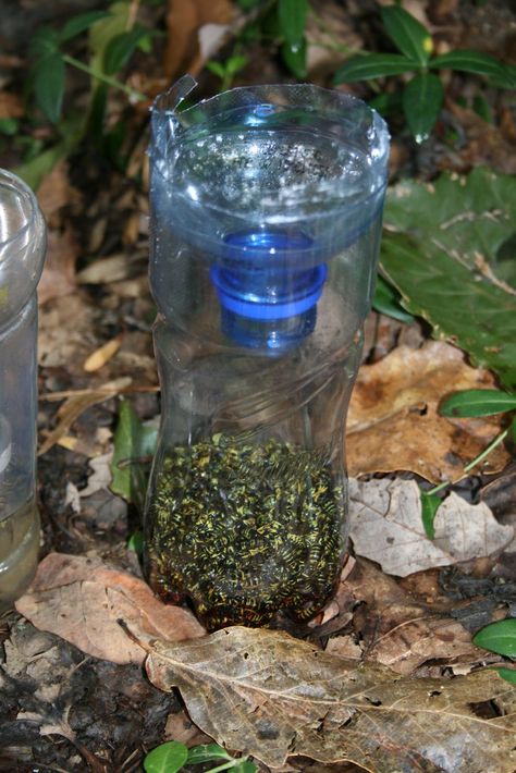 Yellow jacket / Wasp / hornet trap! So easy! We use apple juice because its so cheap. Yellow Jacket Trap, Hornet Trap, Yellow Jacket Wasp, Carpenter Bee Trap, Wasp Traps, Bee Traps, Pinterest Garden, Soda Bottle, Bug Repellent