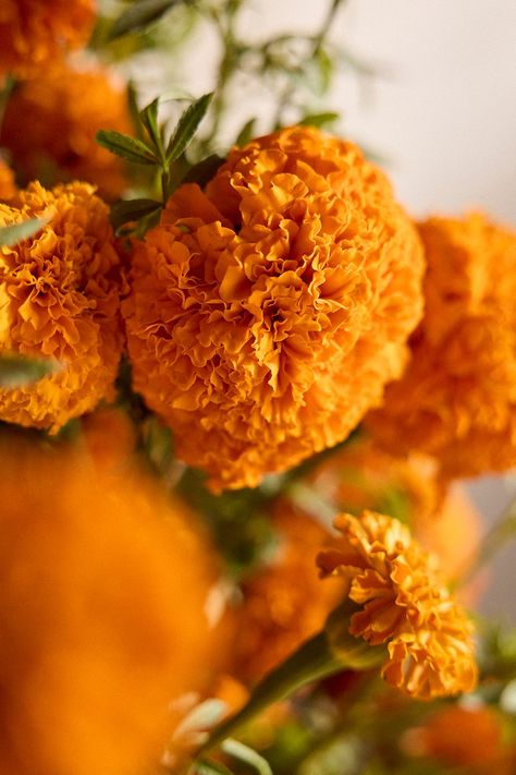 Found only at terrain, each of these vibrant marigold bouquets arrives direct from our grower, bright in a seasonal orange. Vase not included. Marigold Bouquet, Marigold Wedding, Orange Vase, Multicolor Wedding, Fall Flower Arrangements, Marigold Flower, Flowering Plants, More Water, After Life