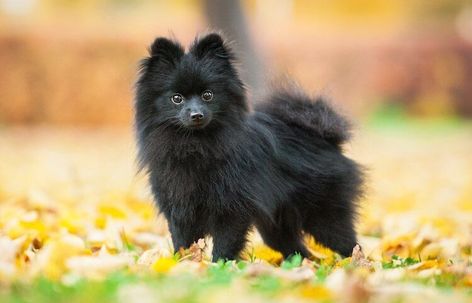 Black Pomeranian: A Complete Guide To The Jet Black Pom - All Things Dogs – All Things Dogs Blue Pomeranian, Pomeranian Colors, Small Black Dog, Pomeranian Breed, Black Pomeranian, White Pomeranian, Very Small Dogs, Black Puppy, Companion Dog