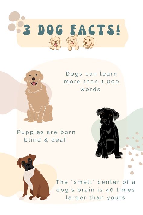 Dog puppy facts Dog Daycare Business, Fun Facts About Dogs, Puppy Training Guide, Dog Marketing, Training Puppy, Spoiled Dogs, Dog Behavior Problems, Puppy Biting, Dog Enrichment