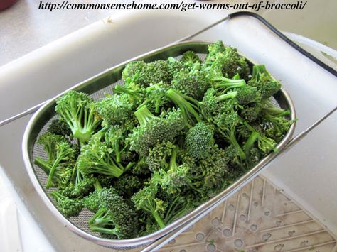 The Easiest Way to Get Worms Out of Broccoli - use this simple kitchen trick to get rid of unwelcome green beasties in your produce. Broccoli Vegetable, Kosher Kitchen, Cabbage Worms, Homestead Kitchen, Garden Bugs, Pickled Beets, Chicken Garden, Fresh Broccoli, Garden Help