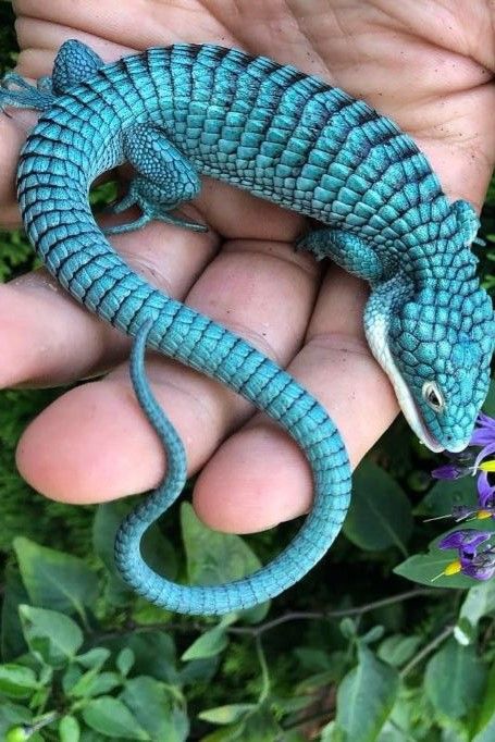 #alligator #lizard #mini #blue #dragon #mexican Alligator Lizard, Bizarre Animals, Baby Dragon, Reptiles And Amphibians, Rare Photos, Gecko, Amphibians, Beautiful Creatures, Animal Kingdom