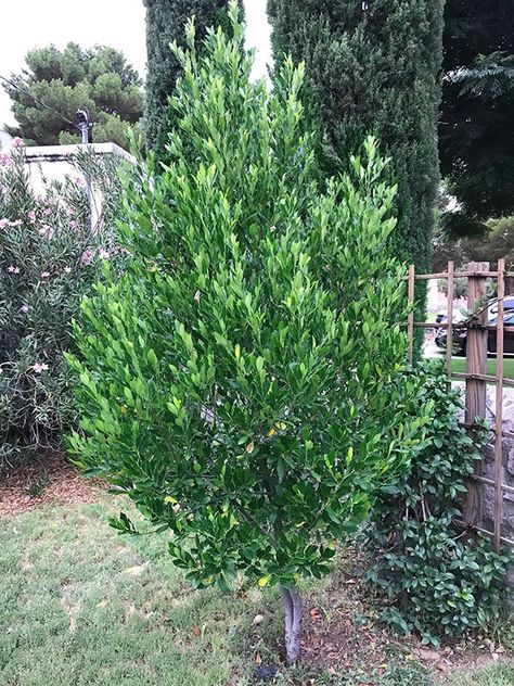 Small Landscaping Trees, Yard With Trees, Carolina Cherry Laurel, Desert Willow Tree, Vitex Tree, Small Landscaping, Cherry Laurel, Desert Willow, Laurel Tree