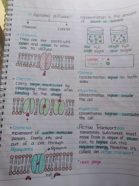 Biology Notes Cell Division, Cellular Transport Notes, Passive Transport Biology, Cell Transport Notes, Cell Biology Notes, Microbiology Study, Bio Notes, Biochemistry Notes, Learn Biology