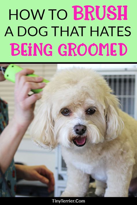 Grooming tips for nervous dogs. Overcome your dog's fear of being brushed with these four simple steps. Dog Grooming Diy, Dog Grooming Styles, Dog Clippers, Puppy Grooming, Dog Grooming Tips, Grooming Style, Dog Grooming Supplies, Grooming Tips, Dog Care Tips