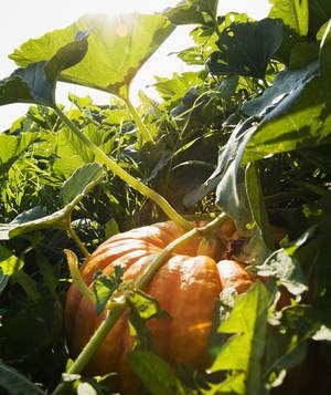 Plant Pumpkin Seeds, Grow Pumpkins, Farming Tips, Organic Gardening Pest Control, Planting Pumpkins, Pumpkin Garden, Growing Pumpkins, Growing Gardens, Fall Garden Vegetables