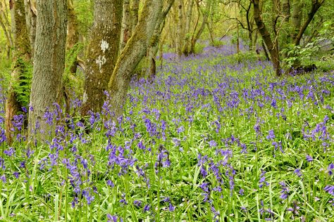 Bluebell Woods, Blairgowrie, Perthshire - Karen Thorburn Bluebell Woods, Wedding Photography Family, Elopement Wedding Photography, Landscape Elements, Scottish Landscape, Photography Family, Inverness, Scottish Highlands, Landscape Photographers