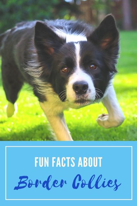 Fun Facts About Border Collies Border Collie Facts, Border Collie Colors, Dog World, Collie Puppies, Therapy Animals, Most Popular Dog Breeds, Herding Dogs, Dog Rules, Collie Dog