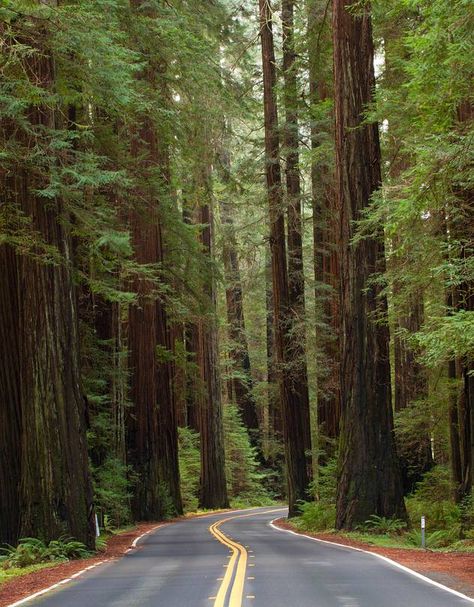 Avenue of the Giants in Humboldt Redwoods State Park. Avenue Of The Giants, Humboldt Redwoods State Park, California Road Trip, Farm Tour, Redwood Forest, California Travel Road Trips, The Giants, Trip Ideas, Pacific Coast