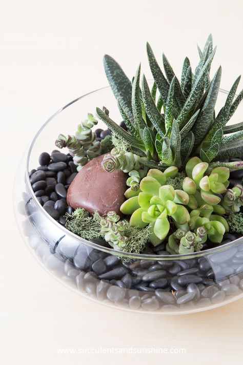 Succulents Ideas, Indoor Succulent Planter, Succulents In Glass, Succulent Bowls, Cactus Terrarium, Succulent Garden Indoor, Succulent Garden Diy, Hanging Succulents, Colorful Succulents