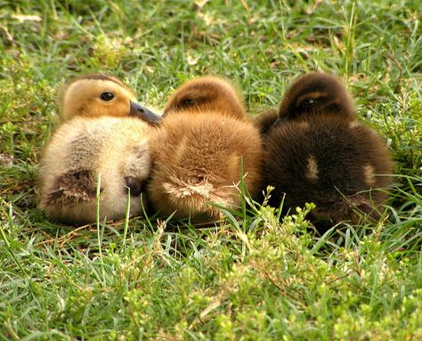 Good things comes in threes! Weeeee! Three Ducks, Parakeet Care, Duck Painting, Puppy Breath, Husky Photos, Ducks In A Row, Budgie Parakeet, Cute Ducklings, Three's Company