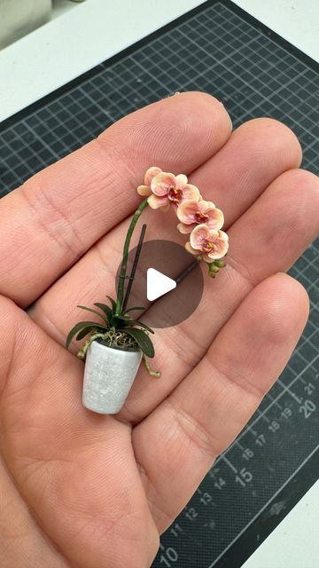 Astrid Wilk on Instagram: "Making my Phalaenopsis Orchid for „Urban Blooms“ 2024 Miniature Flower Show in NY.   My specialty: I make the leaf and flower patterns  for all of my miniature plants from colored oven-hardening polymer clay using the cane technique. I stack different colored clay together to form patterns and reduce the size to a few mm. This makes very delicate and realistic patterns possible. But it also takes some practice and a lot of patience.  The stem is made of floral wire and the pot is made by me from transparent resin. I really wanted a transparent pot for the orchids.  The nursing pots fit perfectly into the orchid planters. All parts have magnets to attach to each other and my custom made wooden shelves.  If you are in New York, head to Bushwick to see Urban Blooms Miniature Plants Diy How To Make, Colored Oven, Polymer Clay Plants, Home Made Clay, Clay Orchid Pots, Miniature Orchids, Orchid Planters, Polymer Flowers, Shell Craft