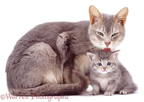 Cats Poses, Animal Poses, Cat Poses, Cat References, Real Cat, Burmese Cat, Cat Anatomy, Kitten Photos, Mother Cat