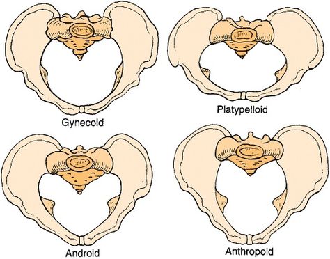 Gynecoid – cylindrical, AP diameter matches width; MC (40-50%) Anthropoid – narrow oval shaped; AP diameter > width; 2nd most common (25%)  Platypelloid – wide oval shaped AP diameter < width (THINK PLATYPUS = WIDE); least common (2-5%) Android – heart shaped; 20% of women – seen in males typically Types Of Pelvis, Female Pelvis Anatomy, Pelvic Floor Anatomy, Female Pelvis, Pelvis Anatomy, Midwifery Student, Gluteus Maximus, Pelvic Girdle, Thoracic Vertebrae