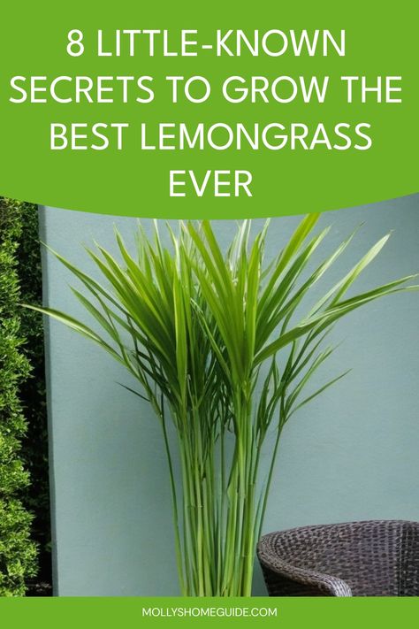 Discover the ultimate guide on how to grow lemon grass plant in your own garden with simple tips and tricks. Learn the best practices for planting, watering, and caring for your lemon grass to ensure a thriving harvest. Whether you are a seasoned gardener or just starting out, this comprehensive step-by-step tutorial will help you cultivate healthy and aromatic lemon grass plants that you can use in cooking or as a natural repellent. Follow our expert advice and enjoy fresh lemongrass right at y How To Care For Lemon Grass Plant, Planting Lemongrass Outside, Growing Lemon Grass In Pots, Lemon Grass Landscaping Ideas, Growing Lemongrass Outdoors, How To Grow Lemon Grass Plant, Lemongrass In Pots Patio, How To Use Lemongrass Plant, How To Grow Wild Rice