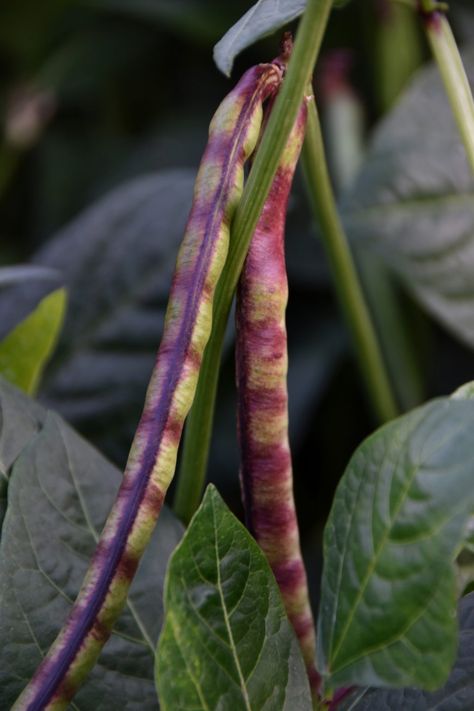 How to Plant Purple Hull Peas-Favorite Family Tradition Purple Peas, Purple Hull Peas Recipe, Growing Peas, Keyhole Garden, Survival Garden, Pea Plant, Fall Purple, Purple Cow, Survival Gardening