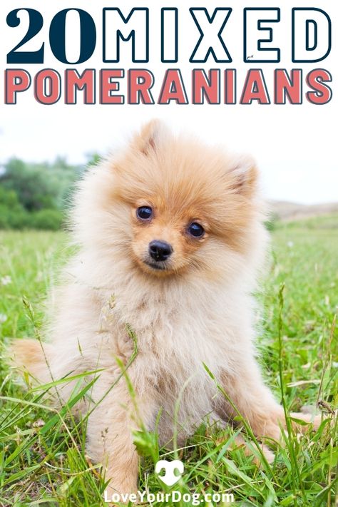 Shitzu Pomeranian Mix Puppies, Yorkie Pomeranian Mix Haircuts, Pomeranian Terrier Mix Dogs, Pomeranian Mix Breeds, Yorkie Pomeranian Mix Puppies, Pomeranian Aesthetic, Pomeranian Puppy Haircut, Yorkie Pomeranian Mix, Pomeranian Puppies For Free