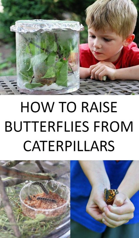 How To Take Care Of A Caterpillar, Raising Caterpillars, Growing Butterflies, Spring Crochet Ideas, Raise Butterflies, Milkweed Garden, Butterfly Hatching, Raising Monarch Butterflies, Grow Butterflies