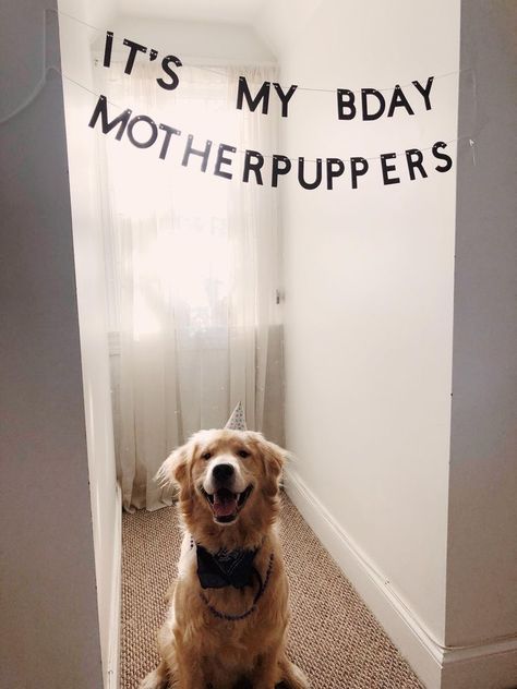 Organized Dog Area, Diy Dog Decor, Dog Set Up In Apartment, Dog Things For The Home, Aesthetic Dog Stuff, Puppy Photo Ideas, Puppy Picture Ideas, Dog Mom Aesthetic, Dog Birthday Banner