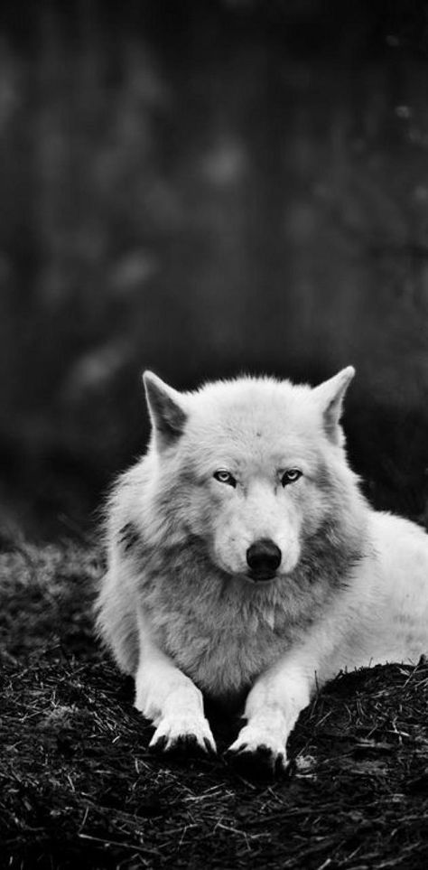 wolf wallpaper by karakans - Download on ZEDGE™ | a437 Wild Animal Pictures, Back Background, Wolf Wallpaper, Best Iphone Wallpapers, Wild Animal, Iphone Wallpapers, Husky, Iphone Wallpaper, Wallpapers