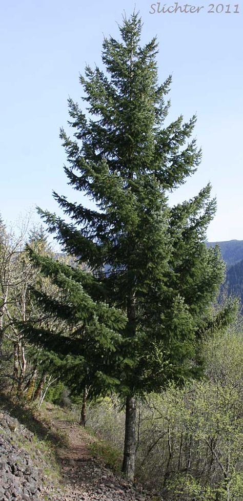 Douglas Fir | pseudotsuga menziesii  (Year-round bird cover, pretty screen, windbreak) Part Sun, 80' Pseudotsuga Menziesii, Oregon Trees, Grand Fir, Round Bird, Story Settings, Woodland Park, Animal References, Story Setting, Fir Tree