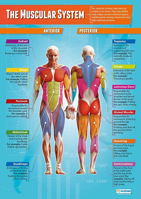 Amazon.com: The Muscular System | PE Posters | Laminated Gloss Paper Measuring 33” x 23.5” | Physical Education Charts for The Classroom | Education Charts by Daydream Education: Health & Personal Care Muscular System Anatomy, The Muscular System, Muscle Diagram, Physical Education Lessons, Human Body Anatomy, Muscular System, Muscle Anatomy, Human Body Systems, Human Anatomy And Physiology