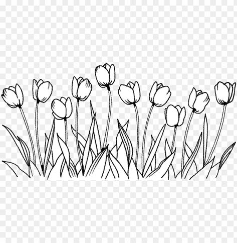 Line Art Drawings Transparent Background, Tulip Garden Drawing, Flower Line Illustration, Tulips Aesthetic Drawing, Tulips Drawing Aesthetic, Flower Drawing Background, Tulips Line Art, One Line Flower Drawing, Tulip Line Drawing