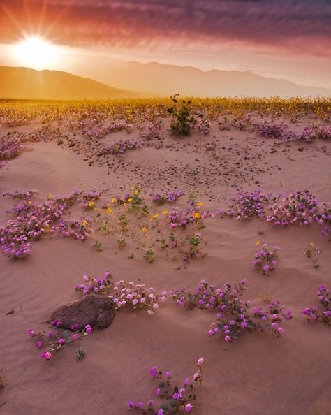 Flowers in the desert Desert Flowers, Biome, Coven, Amazing Nature, Mother Earth, Belle Photo, Nature Beauty, Pretty Pictures, Beautiful World