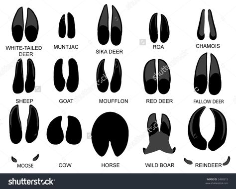 Deer Hoof, Cow Hooves, Hunting Tattoos, Animal Footprints, Deer Species, Hoof Print, Youth Room, Foot Tattoo, Print Tattoos