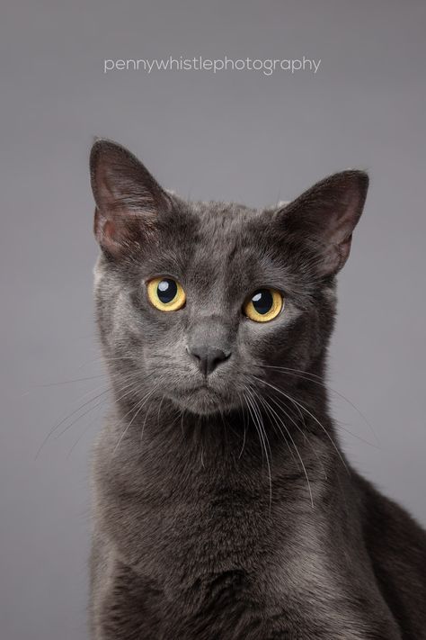 I'm often asked if I photograph cats and the answer is "yes", and I love it! While dogs keep you on your toes, you need to practice patience and a quiet zen in order for most cats to settle in at the studio and start doing the normal cat things that their humans love so much about them and Ruthie was no different. Click to see more images from her studio session.   #dallascatphotographs #dallascatportraits #dallascatphotographer #dallascatphotos #dallascatphotography #DFWcats #DFWcatphotos Cat Headshot Photography, Cat Professional Photography, Cat Faces Reference, Cat Face Photography, Cat Head Photo, Cat Reference Face, Cat Front Profile, Cat Studio Photography, Cat Head Reference