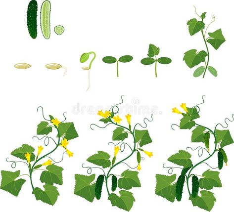 Cucumber Plant Growth Cycle Stock Vector - Illustration of horticulture, crop: 72849614 Cucumber Growing, Process Illustration, Cucumber Plant, Growing Cucumbers, Plant Drawing, Background Illustration, Plant Growth, Horticulture, Cucumber