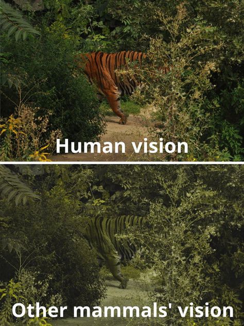 Tiger Camouflage, Visible Light Spectrum, Prey Animals, Color Vision, Green Environment, Types Of Colours, Visible Light, Do It Yourself Projects, Wood Craft