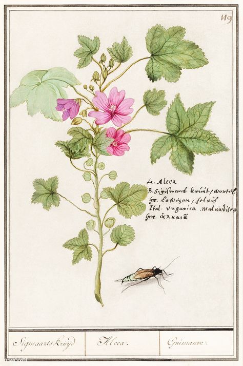 Large mallow, Malva sylvestris (1596–1610) by Anselmus Boëtius de Boodt. Original from the Rijksmuseum. Digitally enhanced by rawpixel. | free image by rawpixel.com Free Botanical Prints, Mallow Plant, Malva Sylvestris, Botanical Printables, Cottage Illustration, Mallow Flower, Tall Flowers, Botanical Illustrations, Purple Iris